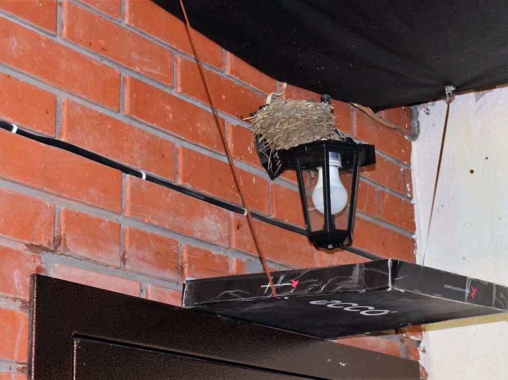 Ласточки над входной дверью