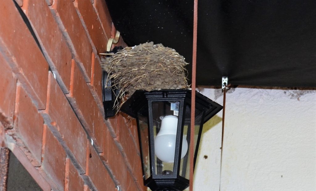 Ласточки над входной дверью