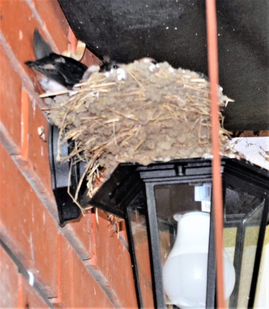 Ласточки над входной дверью