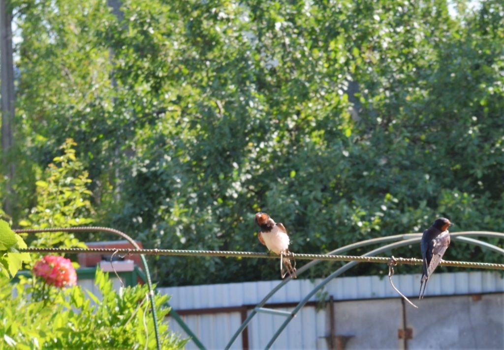 Ласточки над входной дверью