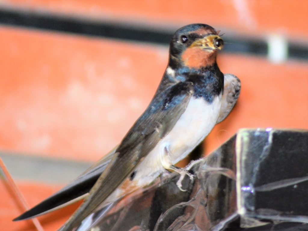 Ласточки над входной дверью