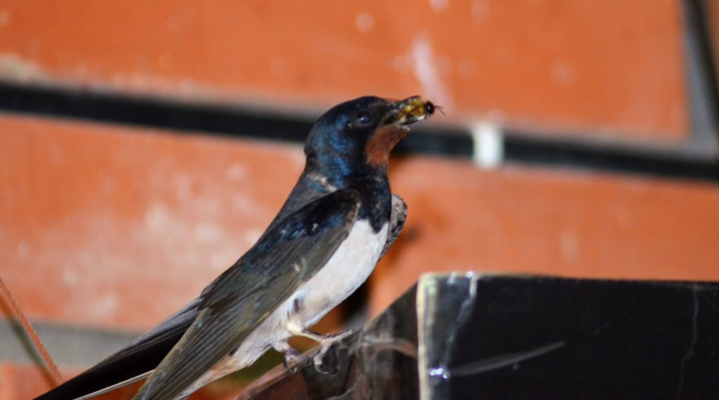 Ласточки над входной дверью