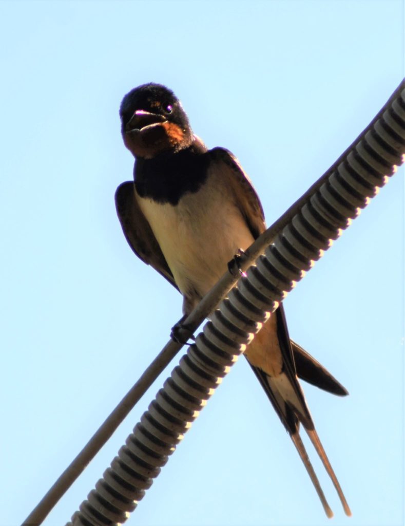 Ласточки над входной дверью