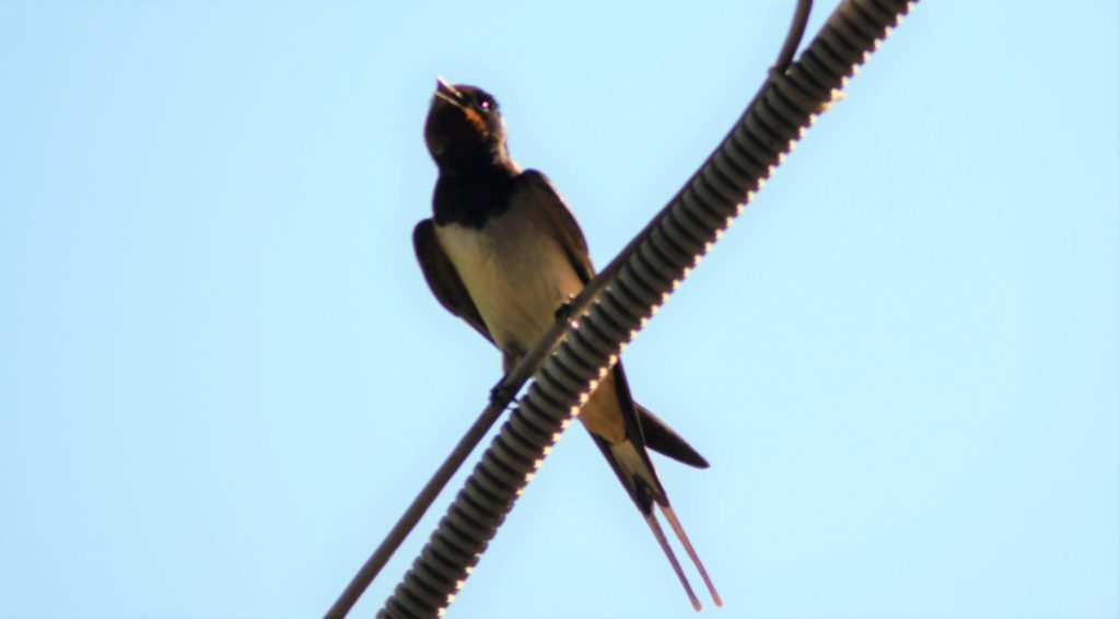 Ласточки над входной дверью
