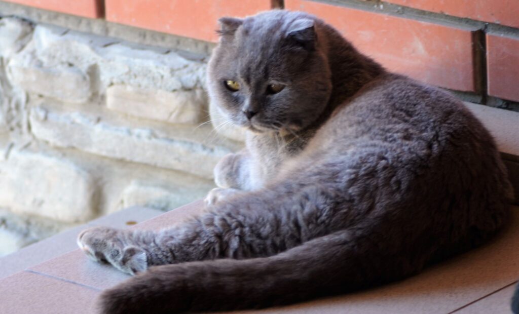 Соня и Федя