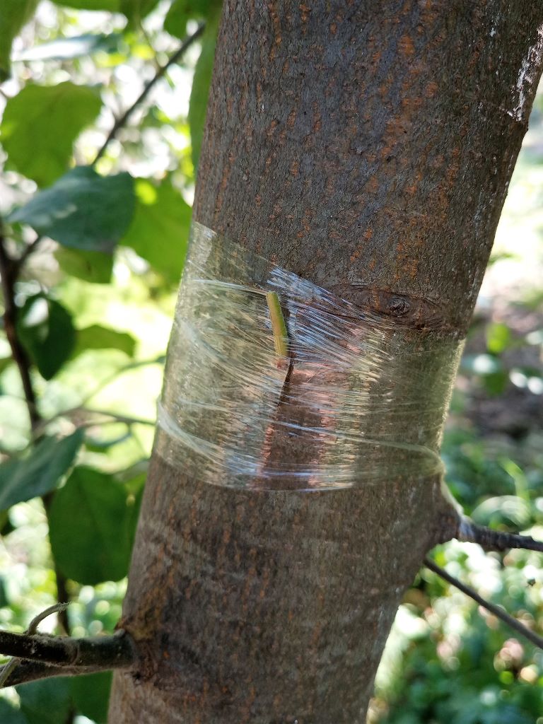 В саду, сентябрь.