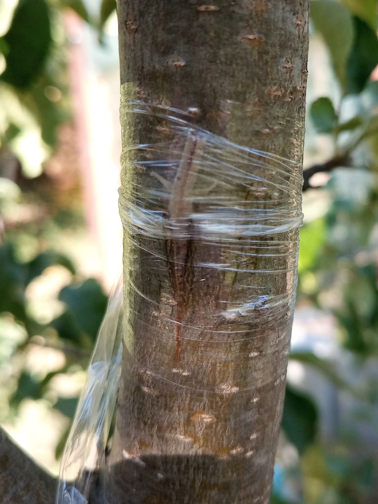 В саду, сентябрь.