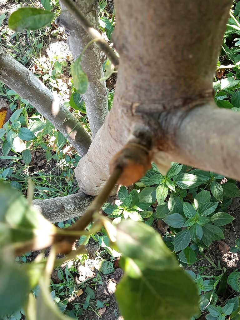 В саду, сентябрь.