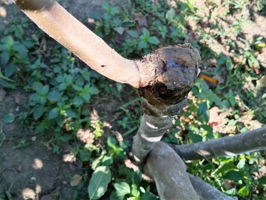 В саду, сентябрь.