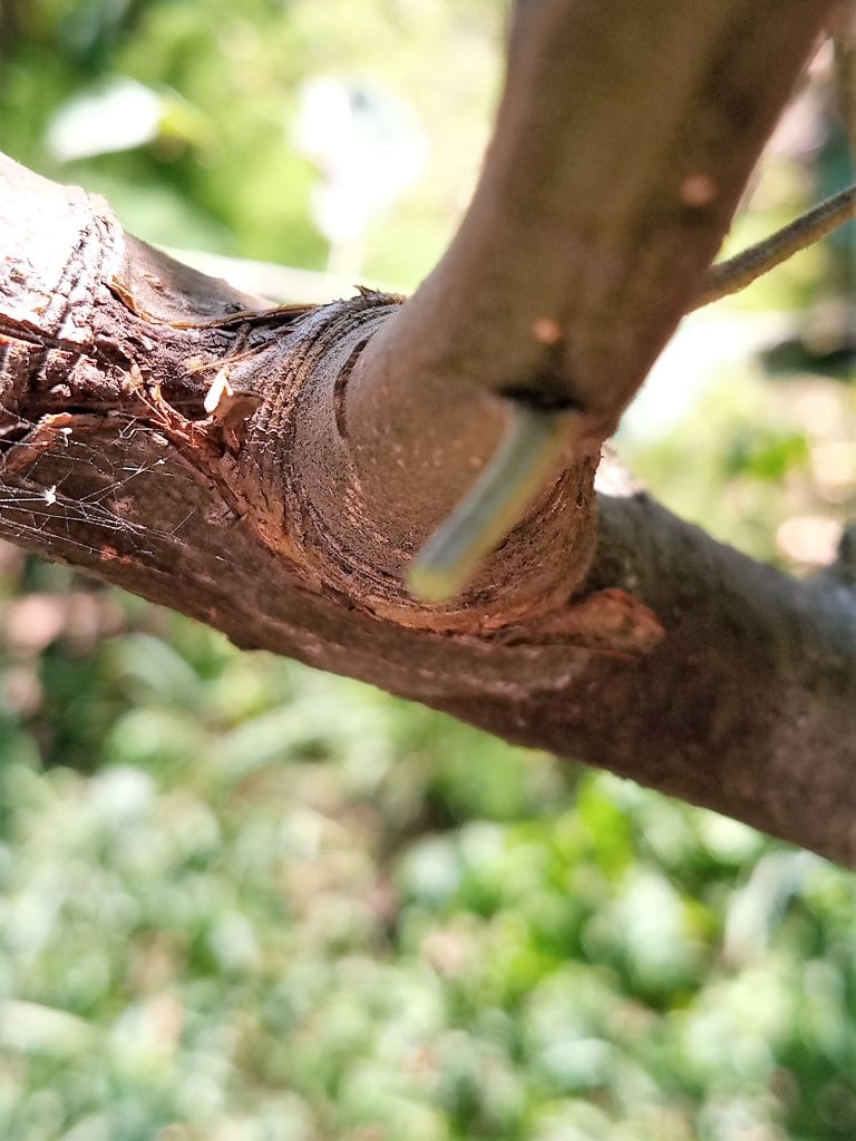 В саду, сентябрь.