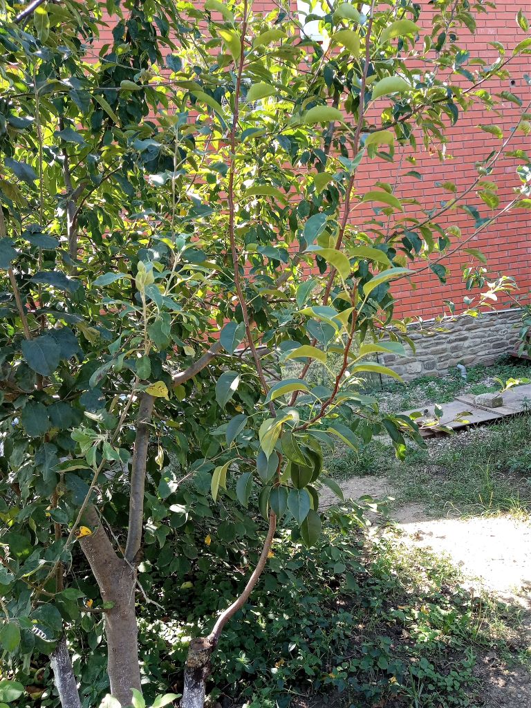 В саду, сентябрь.