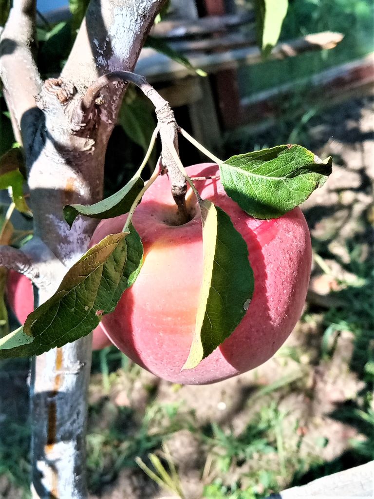 В саду, сентябрь.