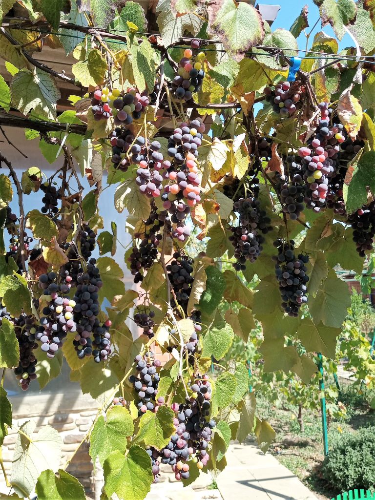 В саду, сентябрь.