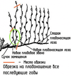Обрезка винограда.