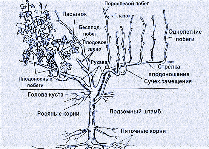 Схема виноградного куста для новичков строение