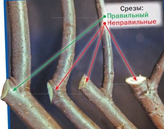 Обрезка яблони. Обрезка яблони.