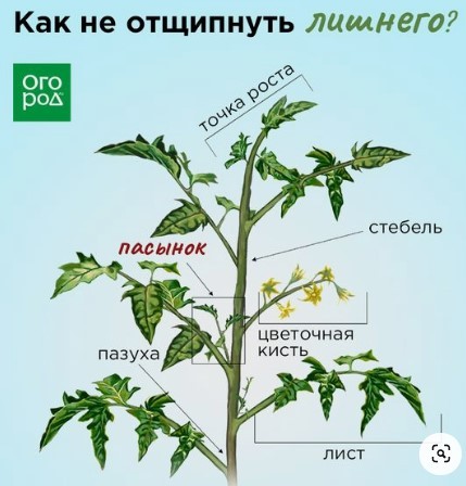 Пасынки помидоры