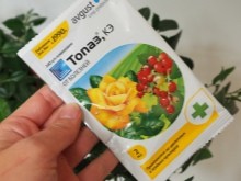 Обработать виноградник весной